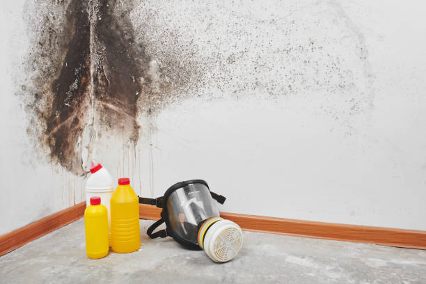 Best Office Mold Removal Services  in Magnolia, NJ