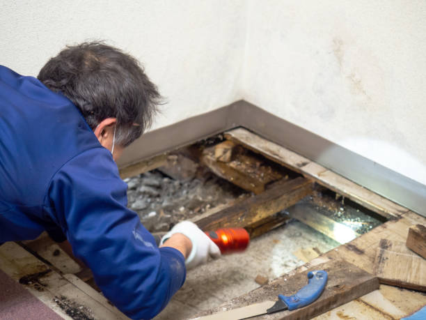 Best Crawl Space Mold Removal  in Magnolia, NJ