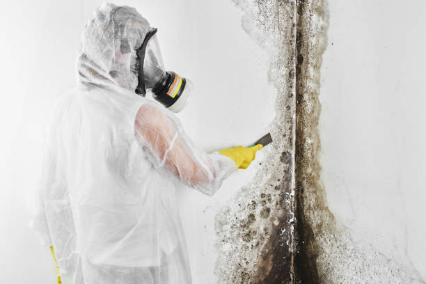 Best Office Mold Removal Services  in Magnolia, NJ