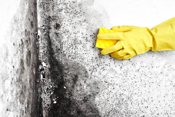 Professional Mold Removal in Magnolia, NJ