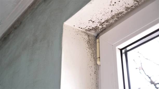 Office Mold Removal Services in Magnolia, NJ