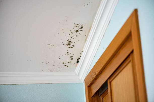 Best Mold Remediation Experts  in Magnolia, NJ