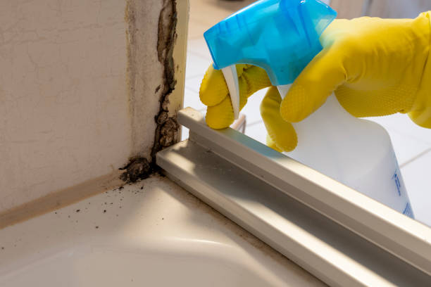 Best Mold Cleaning Services  in Magnolia, NJ