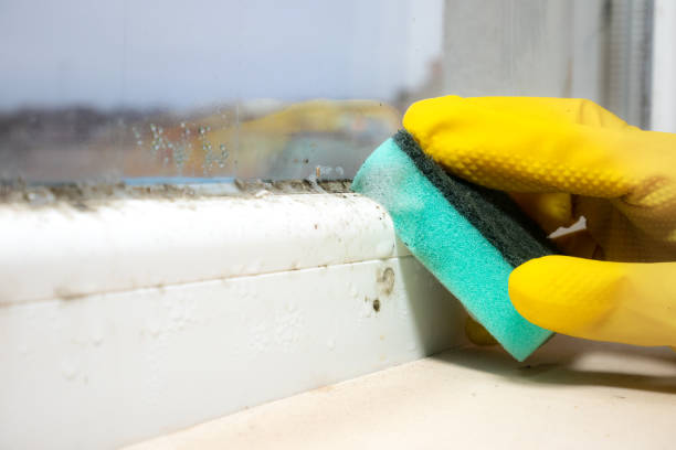 Best Home Mold Removal  in Magnolia, NJ