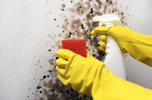 Best Commercial Mold Removal  in Magnolia, NJ