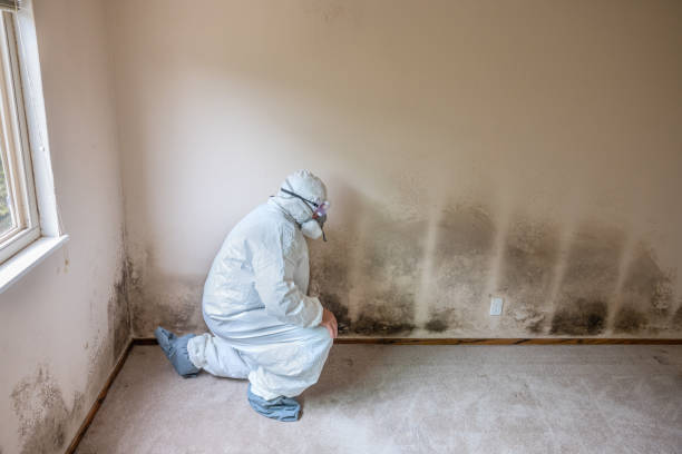 Certified Mold Removal in Magnolia, NJ