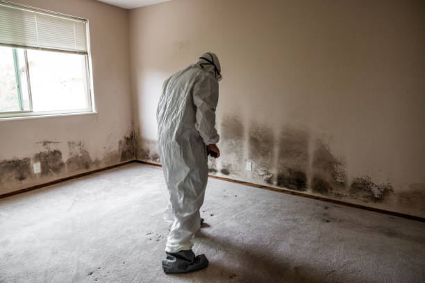 Best Mold Damage Repair  in Magnolia, NJ