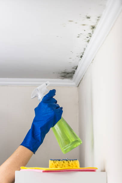 Best Local Mold Removal Service  in Magnolia, NJ